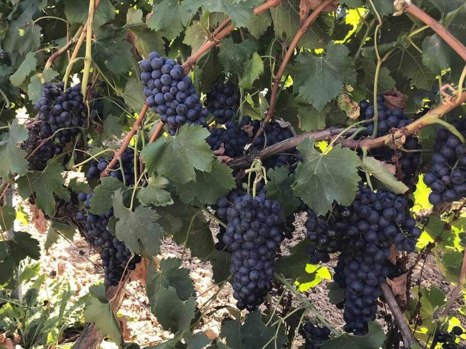 Gites En B&B Le Clos De La Cerise Châteauneuf-du-Pape المظهر الخارجي الصورة